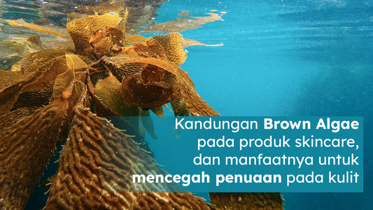 Kandungan Brown Algae pada produk skincare, dan manfaatnya untuk mencegah penuaan pada kulit